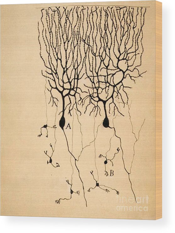 Purkinje Cells Wood Print featuring the photograph Purkinje Cells by Cajal 1899 by Science Source