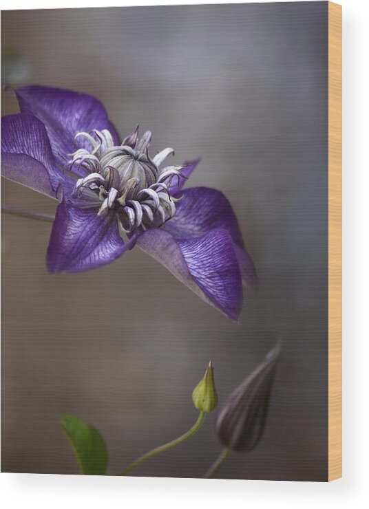 Clematis Wood Print featuring the photograph Purple Love by Ann Bridges