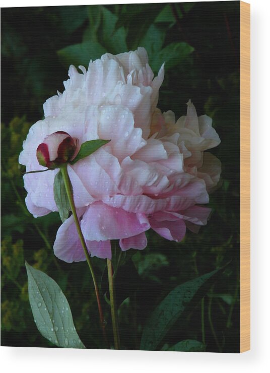 Peony Wood Print featuring the photograph Rain-soaked Peonies by Rona Black