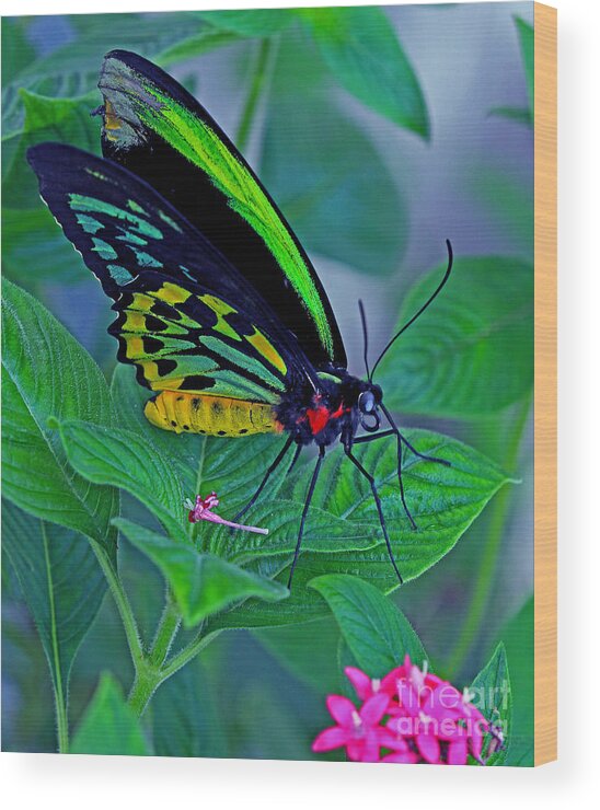 Butterfly Wood Print featuring the photograph Rainbow Butterfly by Larry Nieland