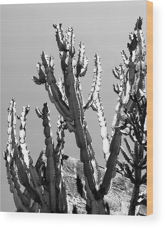 Ca Wood Print featuring the photograph THE REACH Desert Hot Springs CA by William Dey