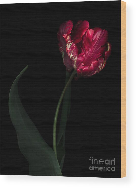Black Wood Print featuring the photograph Red Parrot Tulip by Oscar Gutierrez