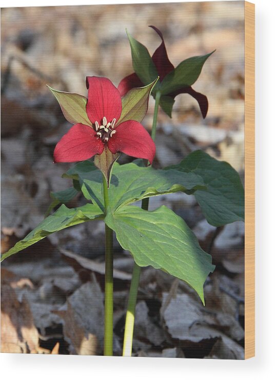 Red Trillium Wood Print featuring the photograph Red Trillium by Doris Potter