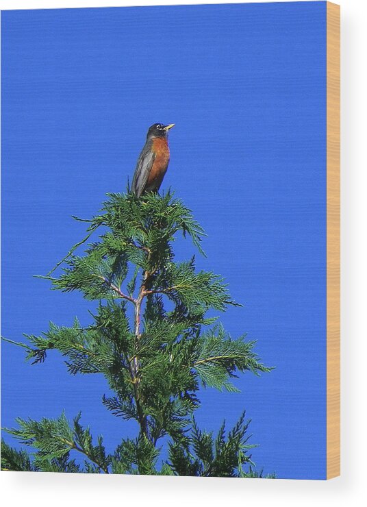 Robin Wood Print featuring the photograph Robin Christmas Tree Topper by Bill Swartwout