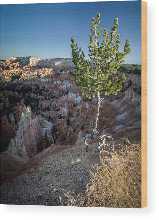 Bryce Wood Print featuring the photograph Roots on the Rim 2 by Dwight Theall
