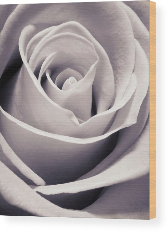 3scape Photos Wood Print featuring the photograph Rose by Adam Romanowicz