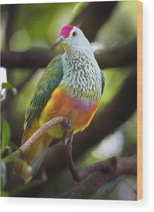Martin Willis Wood Print featuring the photograph Rose-crowned Fruit-dove Australia by Martin Willis