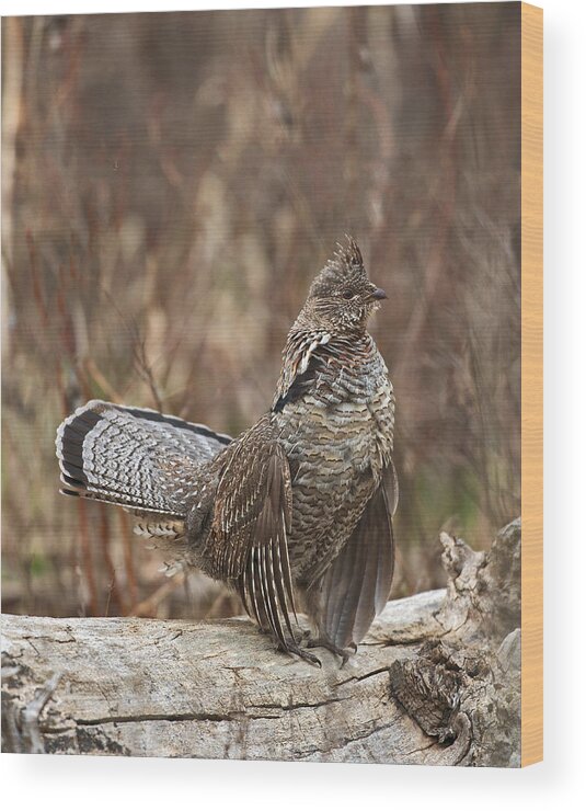 Ruffled Wood Print featuring the photograph Ruffled Grouse drumming 2 by Gary Langley