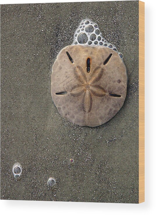 Sand Dollar Wood Print featuring the photograph Sand Dollar by Tom Romeo