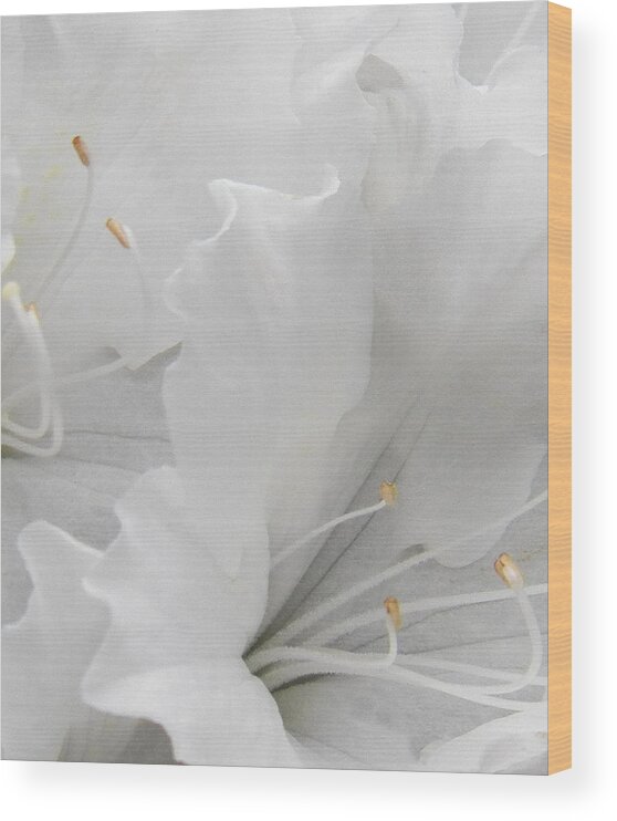 Flower Wood Print featuring the photograph Shades of White by Steven Huszar