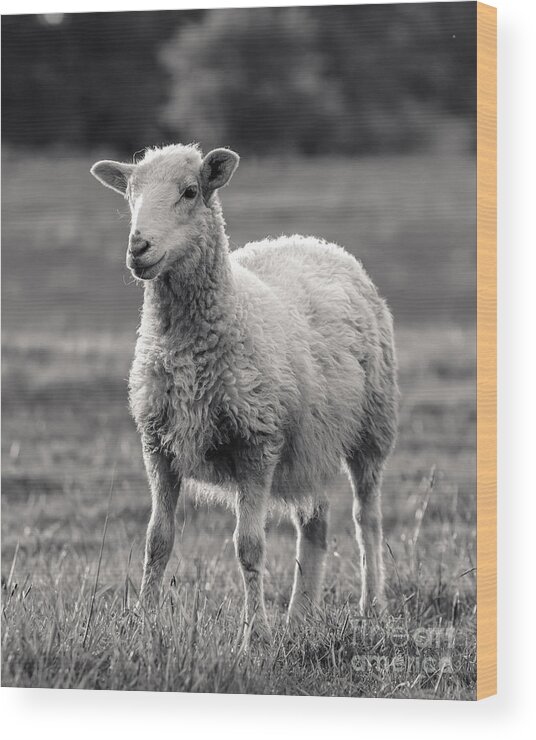 Sheep Art Photography Print Wood Print featuring the photograph Sheep Art by Lucid Mood