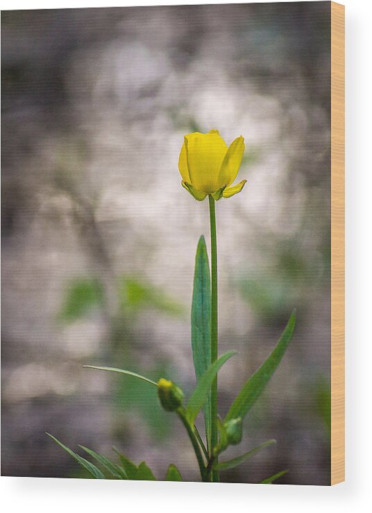 Wildflower Wood Print featuring the photograph Simple Spring by Bill Pevlor