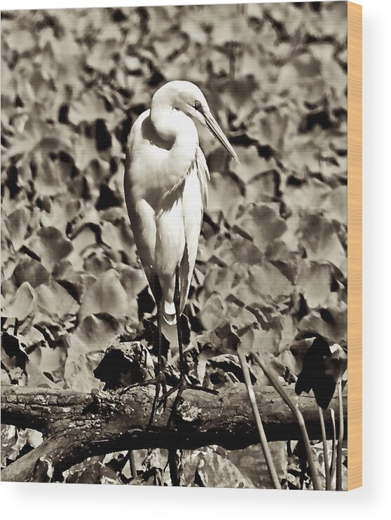 Egret Wetlands Wood Print featuring the photograph Simply Elegant by Kathi Isserman