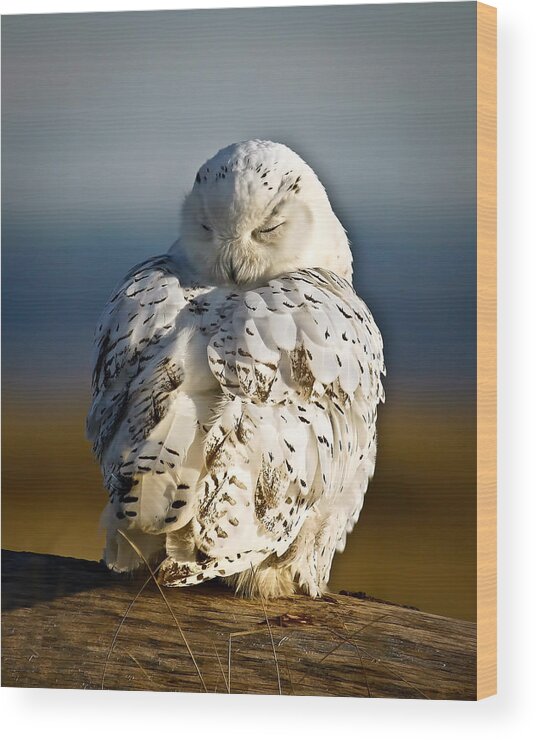 Snowy Owl Wood Print featuring the photograph Sleeping Snowy Owl by Steve McKinzie