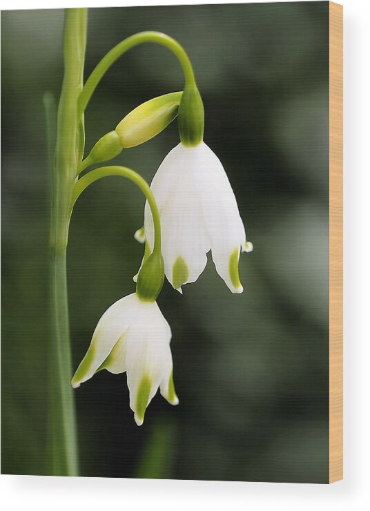 Snowbells Wood Print featuring the photograph Snowbells in Spring by Rona Black