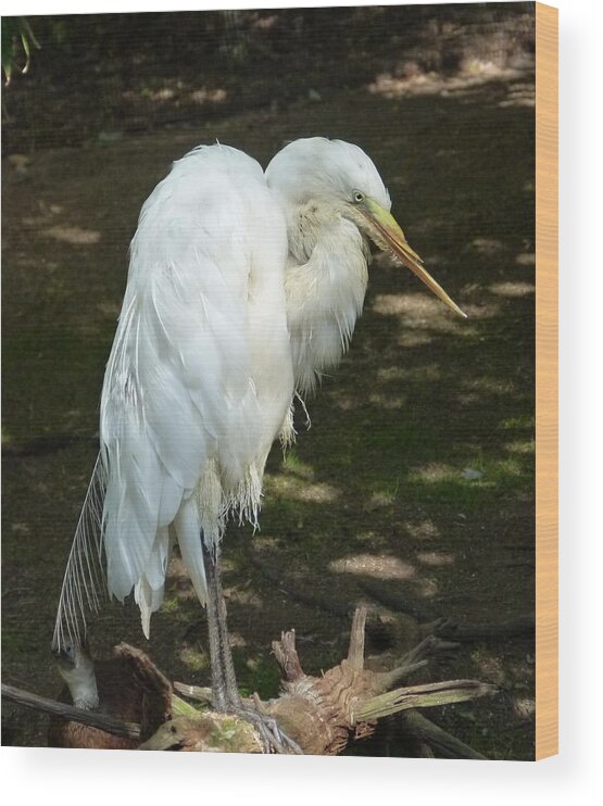 White Wood Print featuring the photograph Snowy Egret 2 by Richard Bryce and Family