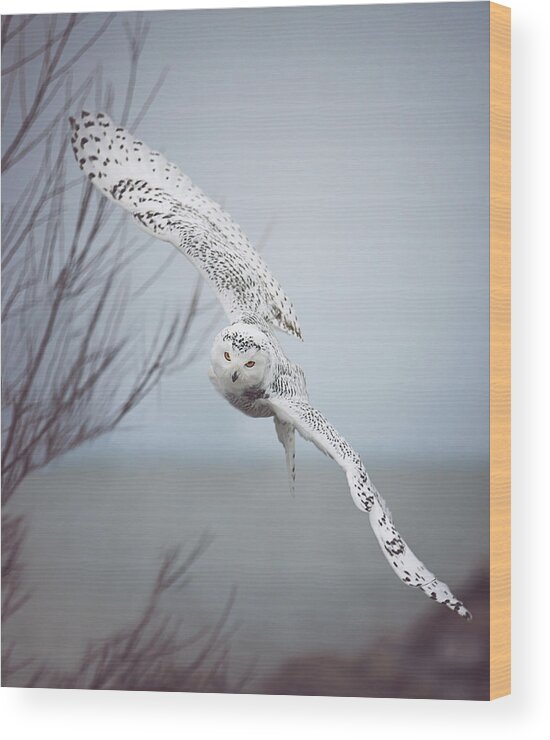 #faatoppicks Wood Print featuring the photograph Snowy Owl In Flight by Carrie Ann Grippo-Pike