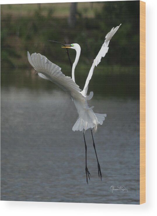 susan Molnar Wood Print featuring the photograph So You Think You Can Dance by Susan Molnar