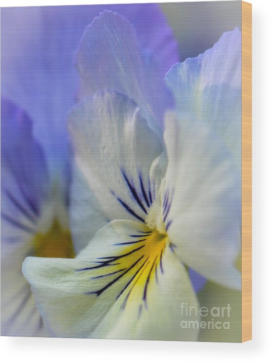 Pansy Wood Print featuring the photograph Soft White Pansy by Amy Porter