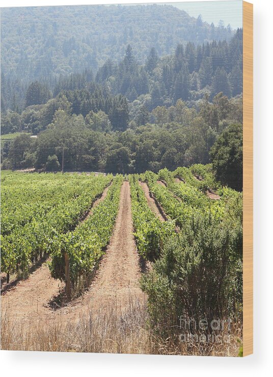 Vineyard Wood Print featuring the photograph Sonoma Vineyards In The Sonoma California Wine Country 5D24515 vertical by Wingsdomain Art and Photography