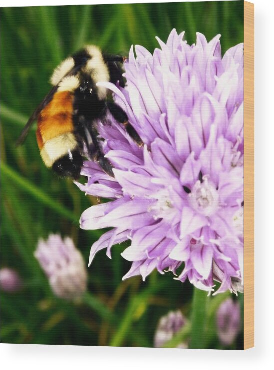 Bee Wood Print featuring the photograph Spring Bee by Gigi Dequanne