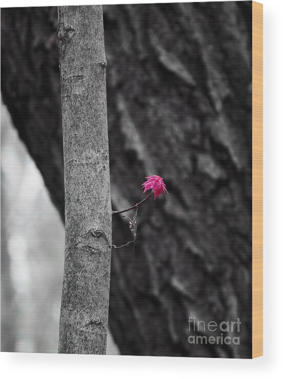 Natural Bridge Wood Print featuring the photograph Spring Maple Growth by Steven Ralser