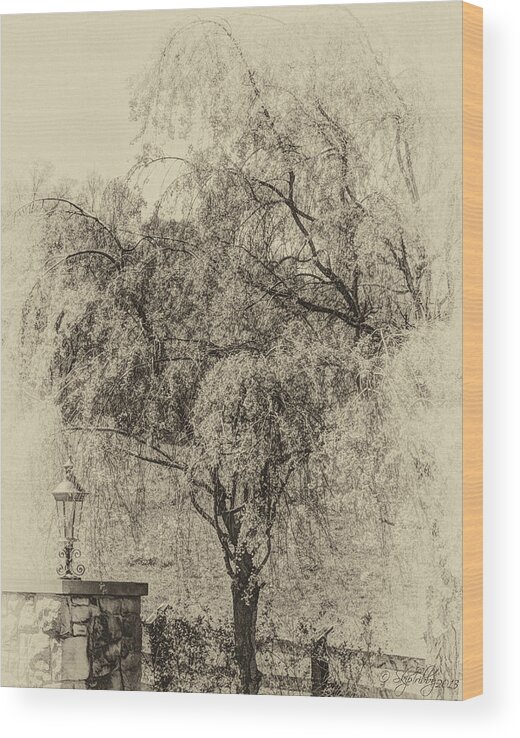 Trees Wood Print featuring the photograph Spring by Skip Tribby