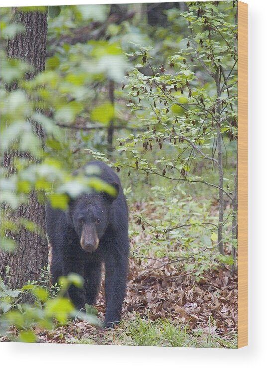 Black Bear Wood Print featuring the photograph Stalking Black Bear in Woods by Michael Dougherty