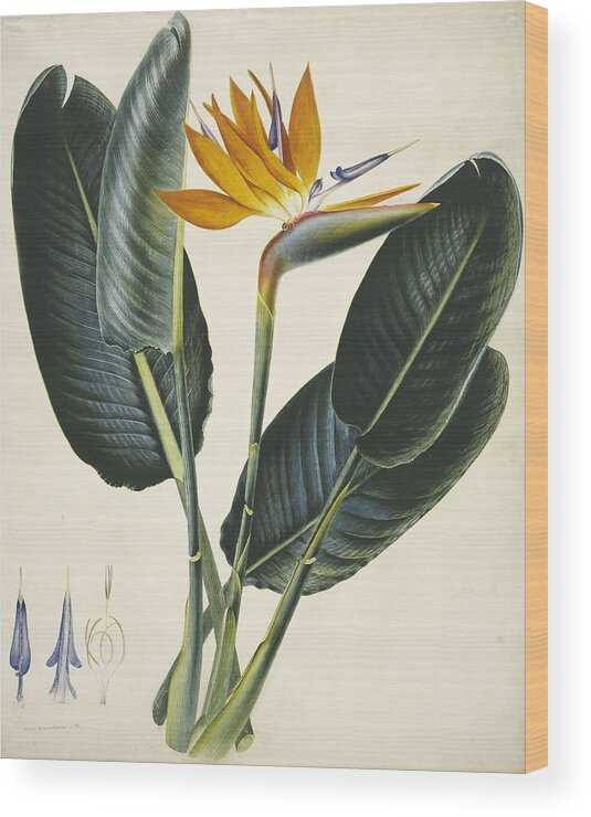 1805 Wood Print featuring the photograph Strelitzia sp. flower, artwork by Science Photo Library