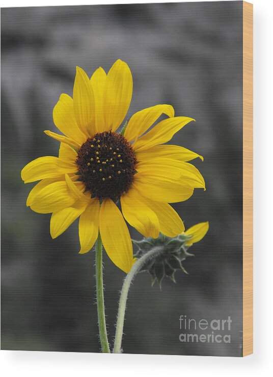 Sunflower Wood Print featuring the photograph Sunflower on gray by Rebecca Margraf