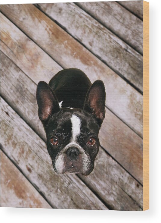 Pets Wood Print featuring the photograph Sweet Bulldog Dog Looks Up At Camera by Retales Botijero