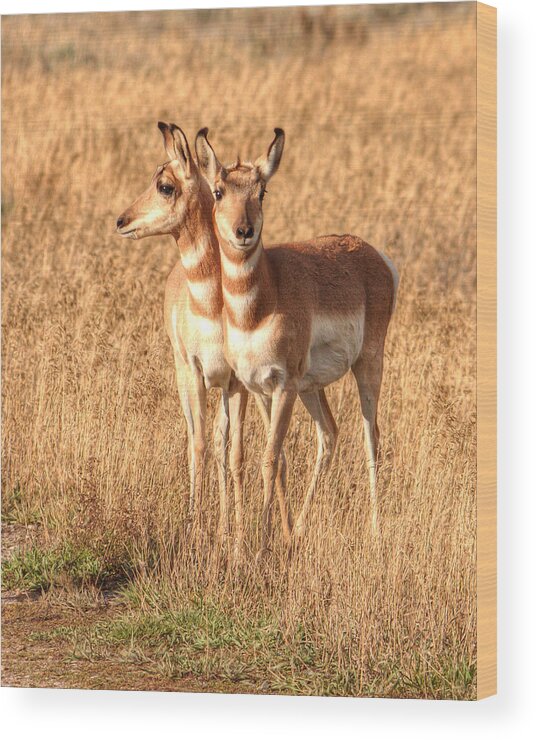 Antelope Wood Print featuring the photograph Teton Twins 0067 by Kristina Rinell