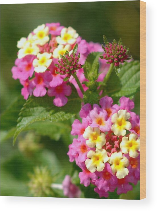Lantana Wood Print featuring the photograph The Beauty Of Nature by James DeFazio