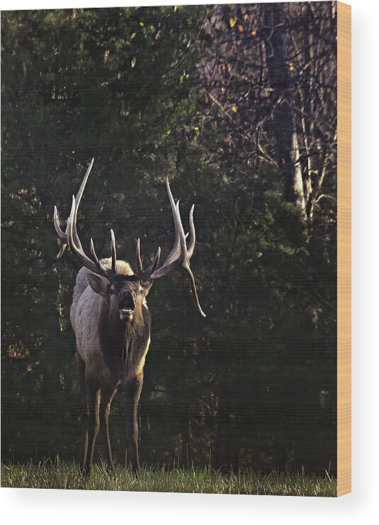 Bull Elk Wood Print featuring the photograph The Boxley Stud Snuffing by Michael Dougherty
