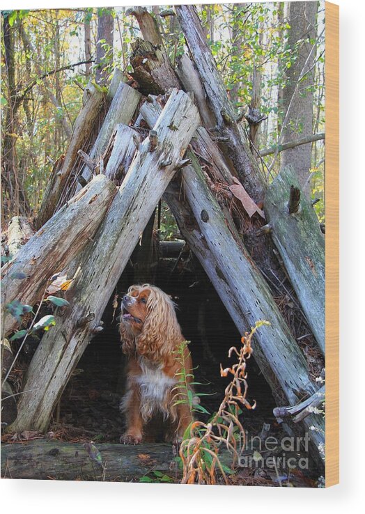 Dog Wood Print featuring the photograph The Dog in the Teepee by Davandra Cribbie