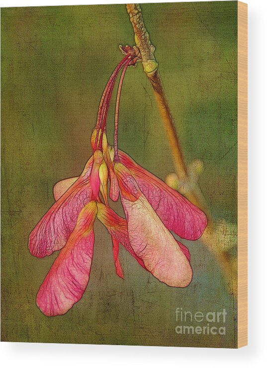 Fruit Wood Print featuring the photograph The Keys to Springtime by Judi Bagwell