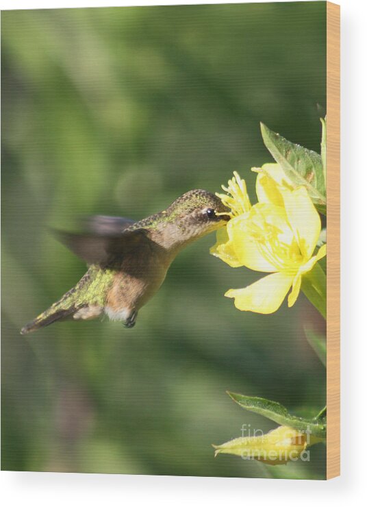 Hummingbird Wood Print featuring the photograph Thirsty Little Hummingbird by Anita Oakley