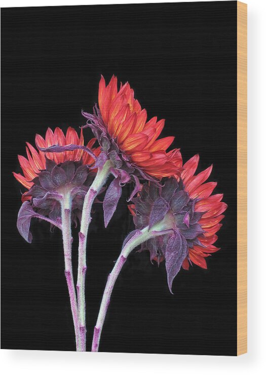 Bloom Wood Print featuring the photograph Three Red Sunflowers I by David and Carol Kelly