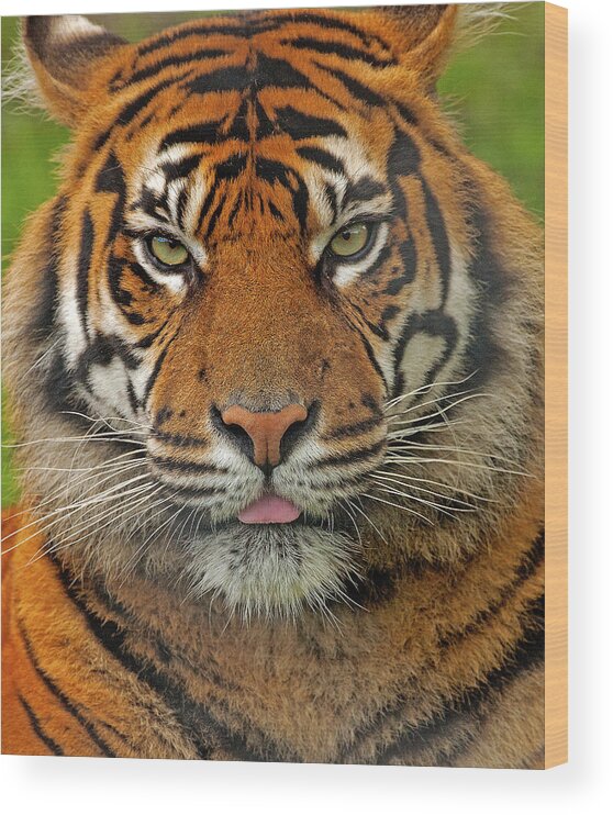 Tiger Wood Print featuring the photograph Tiger eyes by Paul Scoullar