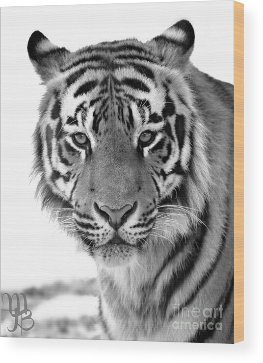 Panthera Tigris Wood Print featuring the photograph Tiger by Mindy Bench