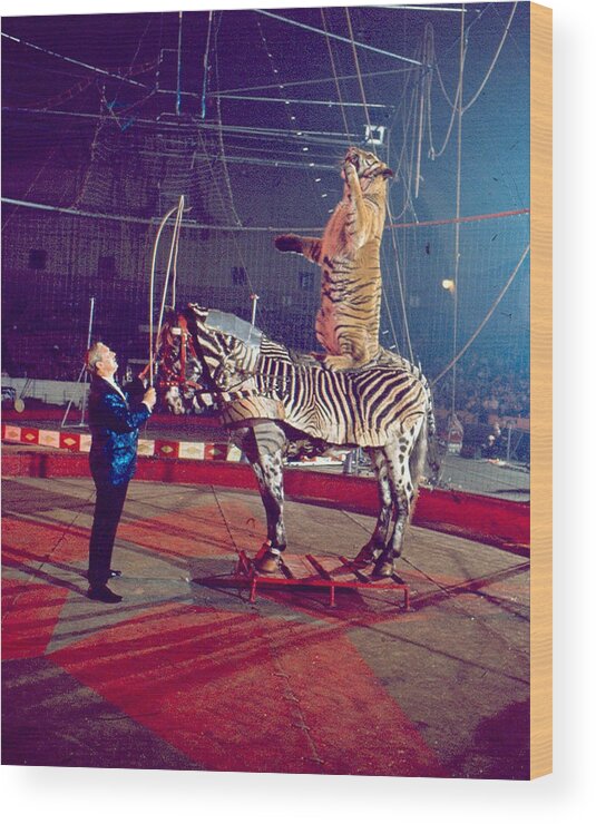 Retro Wood Print featuring the photograph Tiger Stands Up On Top Of Zebra At Circus by Retro Images Archive