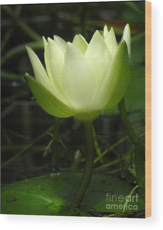 Nature Wood Print featuring the photograph Tiny Water Lily by Deborah Smith