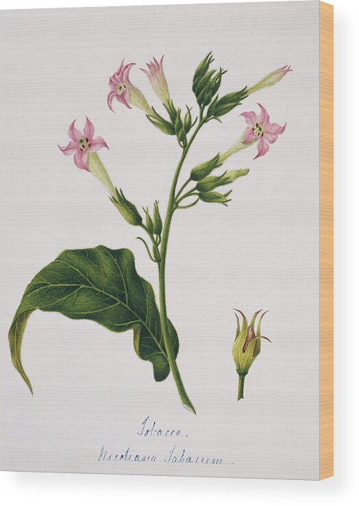 Nicotiana Tabacum Wood Print featuring the photograph Tobacco Flowers by Natural History Museum, London/science Photo Library
