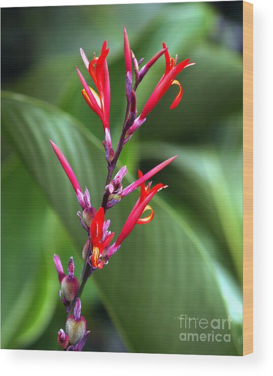 Fine Art Photography Wood Print featuring the photograph Tongues of Flame by Patricia Griffin Brett