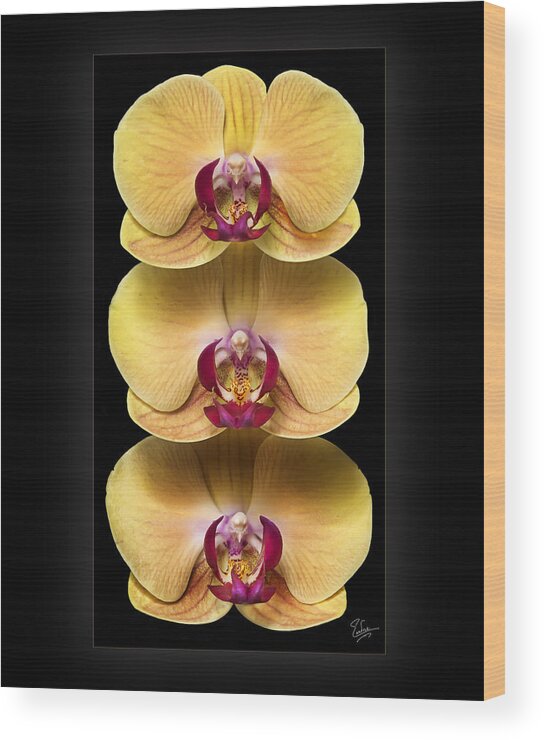 Flower Wood Print featuring the photograph Trio of Orchids by Endre Balogh