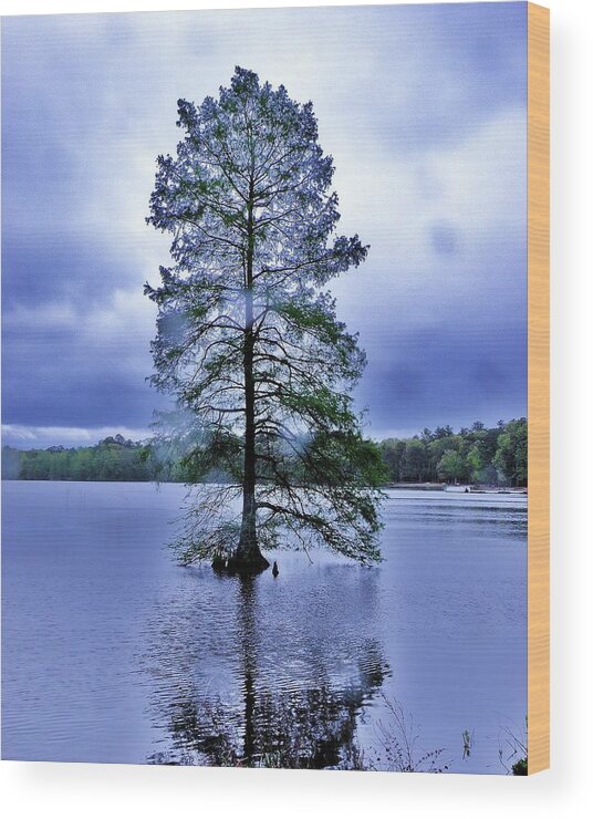 Bald Cypress Tree Wood Print featuring the photograph The Healing Tree - Trap Pond State Park Delaware by Kim Bemis