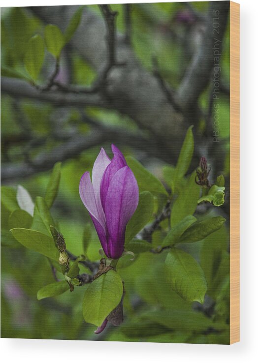  Wood Print featuring the photograph Tulip Tree Bloom by Paul Brooks