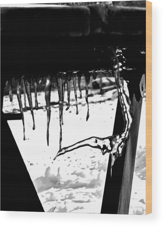 Ice Wood Print featuring the photograph Very confused icicle by Thomas Samida