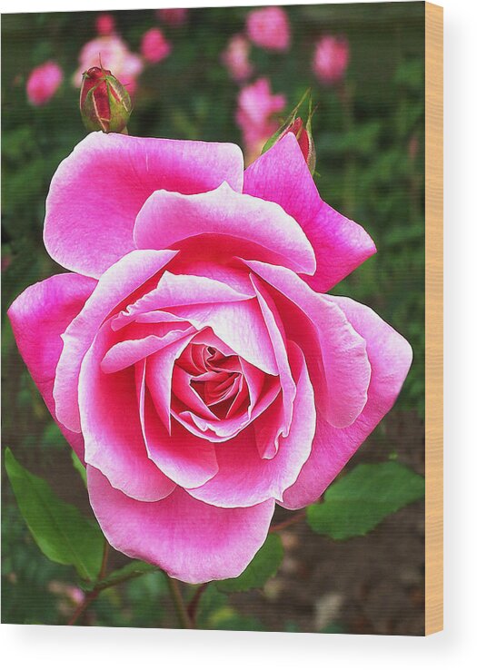 Rose Wood Print featuring the photograph Wake Up and Smell the Roses by Abram House