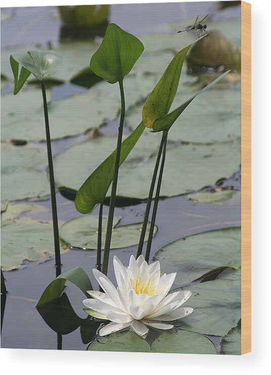Nature Wood Print featuring the photograph Water Lily in Bloom by William Selander